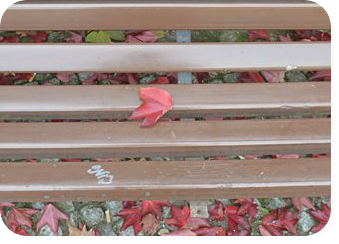 Lines and Leaves be kitschig blog Herbst Photografie Fall Berlin Blaetter